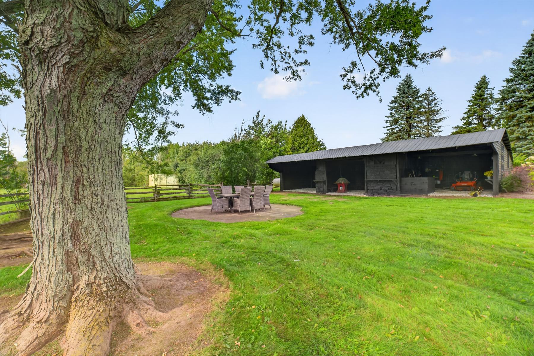 The old maple in the paddock with the barn beyond
